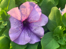 Charger l'image dans la galerie, Pétunia à massif B6