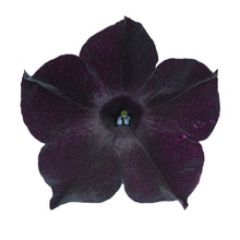 Charger l'image dans la galerie, Pétunia retombant pot 10.5