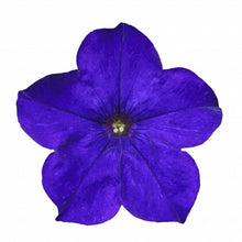 Charger l'image dans la galerie, Pétunia retombant pot 10.5