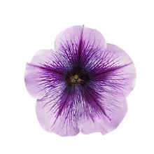 Charger l'image dans la galerie, Pétunia retombant pot 10.5