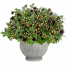 Charger l'image dans la galerie, Pétunia retombant pot 10.5