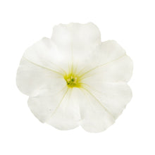 Charger l'image dans la galerie, Pétunia retombant pot 10.5