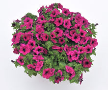 Charger l'image dans la galerie, Pétunia retombant pot 10.5