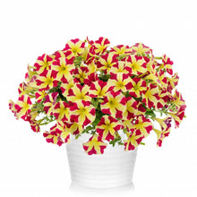 Charger l'image dans la galerie, Pétunia retombant pot 10.5