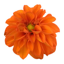 Charger l'image dans la galerie, Dahlia pot de 10.5
