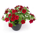 Charger l'image dans la galerie, Calibrachoa pot 10.5