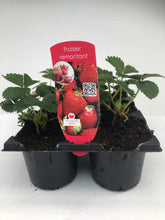 Charger l'image dans la galerie, Plants de Fraisier Remontante Lot de 6 plants