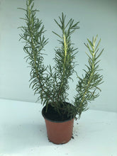 Charger l'image dans la galerie, Romarin pot 10,5