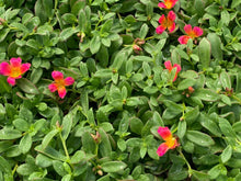 Charger l'image dans la galerie, Pourpier pot de 10.5