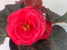 Charger l'image dans la galerie, Bégonia Tubéreux pot 10.5