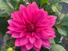 Charger l'image dans la galerie, Dahlia Dalina MAXI POT DE 4,5L