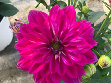 Charger l'image dans la galerie, Dahlia Dalina MAXI POT DE 4,5L