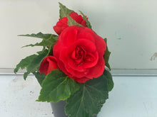 Charger l'image dans la galerie, Bégonia Tubéreux pot 10.5