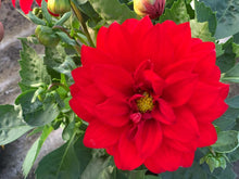 Charger l'image dans la galerie, Dahlia Dalina MAXI POT DE 4,5L