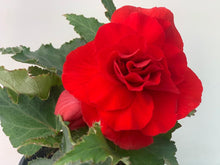 Charger l'image dans la galerie, Bégonia Tubéreux pot 10.5