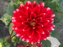 Charger l'image dans la galerie, Dahlia Dalina MAXI POT DE 4,5L