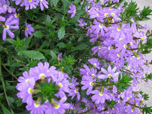 Charger l'image dans la galerie, Scaevola pot 10.5