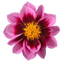 Charger l'image dans la galerie, Dahlia pot de 10.5