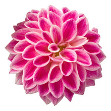 Charger l'image dans la galerie, Dahlia pot de 10.5