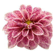 Charger l'image dans la galerie, Dahlia pot de 10.5