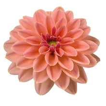 Charger l'image dans la galerie, Dahlia pot de 10.5