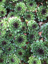 Charger l'image dans la galerie, Sempervivum pot 7cm