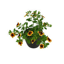 Charger l'image dans la galerie, Calibrachoa pot 10.5