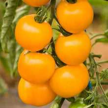 Charger l'image dans la galerie, Plants de Tomate individuel pot 10,5