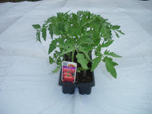 Charger l'image dans la galerie, Plants de Tomate B4
