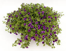 Charger l'image dans la galerie, Calibrachoa pot 10.5