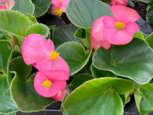 Charger l'image dans la galerie, Begonias B6