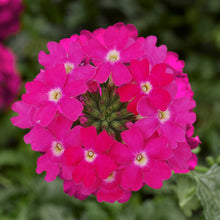 Charger l'image dans la galerie, Verveine pot 1.0.5