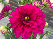 Charger l'image dans la galerie, Dahlia Dalina MAXI POT DE 4,5L