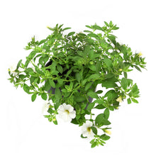 Charger l'image dans la galerie, Calibrachoa pot 10.5