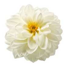 Charger l'image dans la galerie, Dahlia pot de 10.5