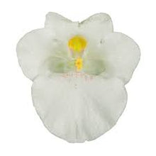 Charger l'image dans la galerie, Diasca pot 10.5