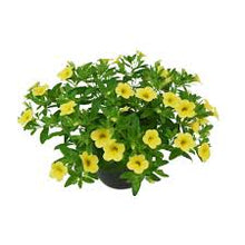 Charger l'image dans la galerie, Calibrachoa pot 10.5