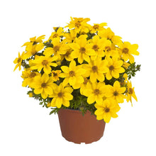 Charger l'image dans la galerie, Bidens Yellow Charm Pot 10.5