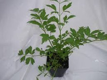 Charger l'image dans la galerie, Celeri Vivace (Ache des montagnes) pot 1 Litre