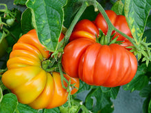 Charger l'image dans la galerie, Plants de Tomate individuel pot 10,5