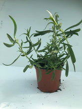Charger l'image dans la galerie, Estragon pot de 10,5