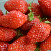 Charger l'image dans la galerie, Plants de Fraisier Non Remontante B6