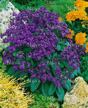 Charger l'image dans la galerie, Héliotrope pot de 10.5