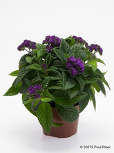 Charger l'image dans la galerie, Héliotrope pot de 10.5