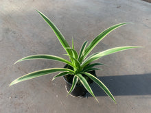 Charger l'image dans la galerie, Chlorophytum pot 10.5