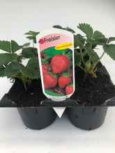 Charger l'image dans la galerie, Plants de Fraisier Non Remontante B6
