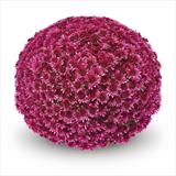 Charger l'image dans la galerie, POMPONNETTE EXTRA