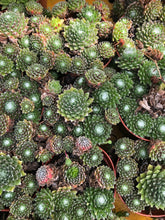 Charger l'image dans la galerie, Sempervivum pot 7cm