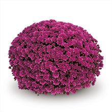 Charger l'image dans la galerie, POMPONNETTE EXTRA