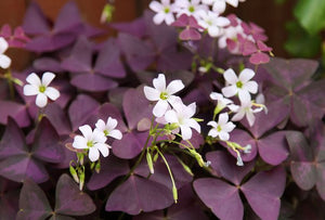 Oxalis triangularis pot de 13